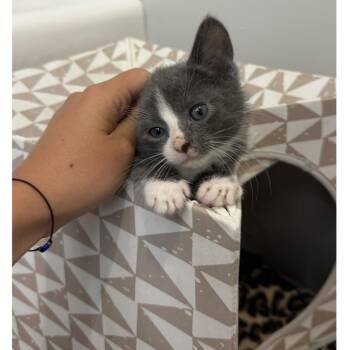 Crook -  Domestic Short Hair Cat for Adoption in Philadelphia, Pennsylvania - Crook | PetCurious