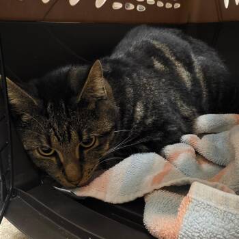 Pinto -  Domestic Short Hair Cat for Adoption in Bristol, Indiana - Pinto | PetCurious