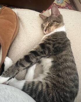 Gomez -  Domestic Short Hair and Tabby Cat for Adoption in Cary, North Carolina - Gomez | PetCurious