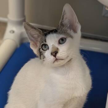 Domestic Short Hair Cats Available for Adoption in Sonoma, California - Kona | PetCurious
