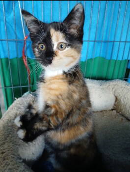 Rescue Domestic Long Hair Cats for Adoption in Breinigsville, Pennsylvania - Lily | PetCurious