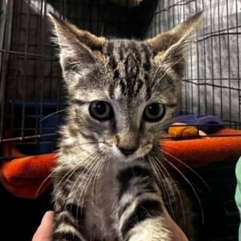 Goob -  Domestic Short Hair Cat for Adoption in Stephenville, Texas - Goob | PetCurious