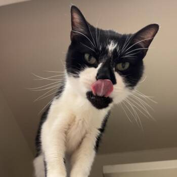 Domestic Short Hair Cats Available for Adoption in Fairport, New York - Felix | PetCurious