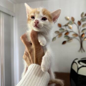 Domestic Medium Hair Cats Available for Adoption in Tustin, California - Dak | PetCurious