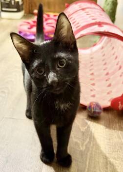 Gomez -  Domestic Short Hair Cat for Adoption in Martinsville, Indiana - Gomez | PetCurious