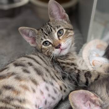 Olive -  Domestic Short Hair Cat for Adoption in Buchanan Dam, Texas - Olive | PetCurious