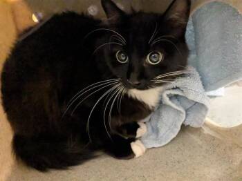 JUNE -  Domestic Short Hair Cat for Adoption in Kent, Washington - JUNE | PetCurious