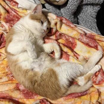 Domestic Short Hair Cats Available for Adoption in Champaign, Illinois - Jack | PetCurious