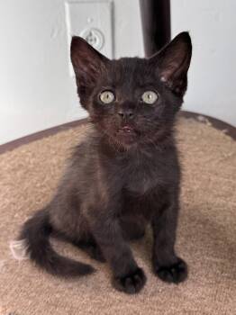 Rescue Domestic Short Hair Cats for Adoption in Los Angeles, California - Gary | PetCurious