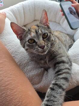 Elsie -  Domestic Short Hair Cat for Adoption in Medfield, Massachusetts - Elsie | PetCurious