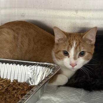 Domestic Short Hair Cats Available for Adoption - Riddle | PetCurious