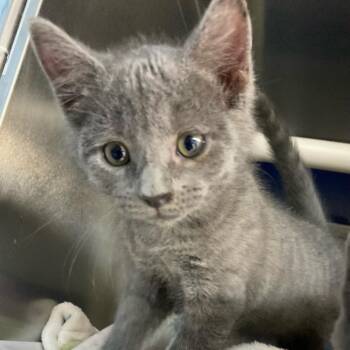 Domestic Short Hair Cats Available for Adoption in Newport, North Carolina - Cloudy | PetCurious
