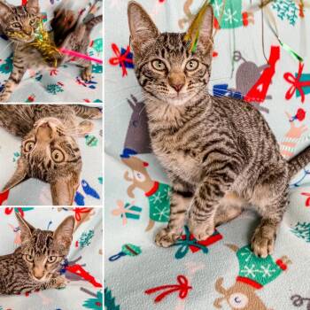 Rescue Domestic Short Hair Cats for Adoption in Corpus Christi, Texas - Ozzy | PetCurious