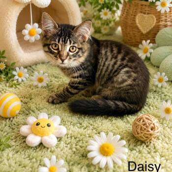 Daisy -  Tabby and Maine Coon Cat for Adoption in Wyandotte, Michigan - Daisy | PetCurious