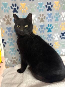 Domestic Short Hair Cats Available for Adoption in Wabash, Indiana - Dahlia | PetCurious