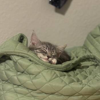 Chimera -  Domestic Short Hair Cat for Adoption in Tustin, California - Chimera | PetCurious