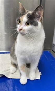 LIBRA -  Domestic Short Hair Cat Available for Adoption in Hagerstown, Maryland - LIBRA | PetCurious