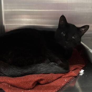 Loris -  Domestic Short Hair Cat for Adoption in Spokane, Washington - Loris | PetCurious