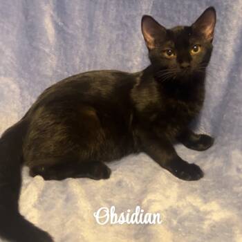 Rescue Domestic Short Hair Cats for Adoption in Hackett, Arkansas - Obsidian | PetCurious