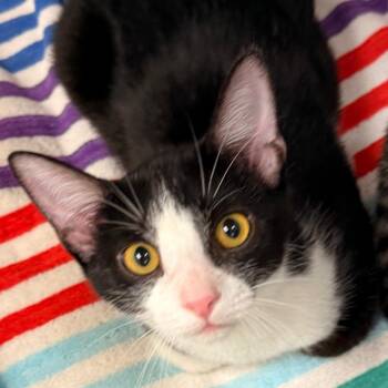 Felix -  American Shorthair Cat for Adoption in Evansville, Indiana - Felix | PetCurious