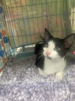 Sammy -  Domestic Short Hair Cat for Adoption in Gainesville, Florida - Sammy | PetCurious