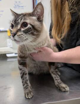 Domestic Short Hair Cats Available for Adoption - Soju | PetCurious