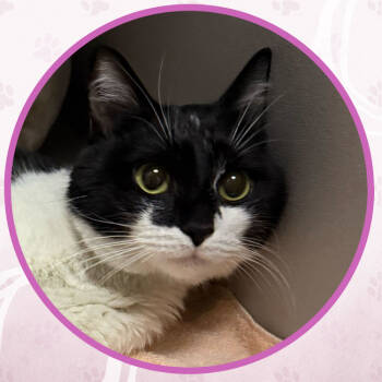 Rescue Domestic Short Hair Cats for Adoption in Toms River, New Jersey - Led Zeppelin | PetCurious