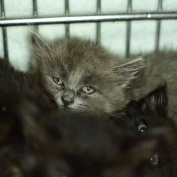 Coraline -  Domestic Long Hair Cat for Adoption in Idaho Falls, Idaho - Coraline | PetCurious