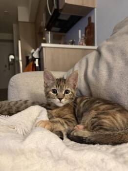 ROXY -  Domestic Short Hair Cat for Adoption in Broomfield, Colorado - ROXY | PetCurious