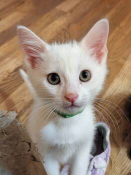 Rescue Domestic Short Hair Cats for Adoption in Lenexa, Kansas - Rumi | PetCurious