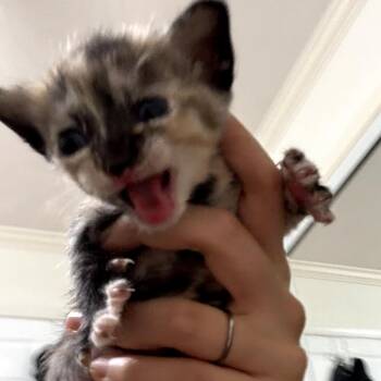 Domestic Short Hair Cats Available for Adoption in Long Beach, California - Matilda | PetCurious