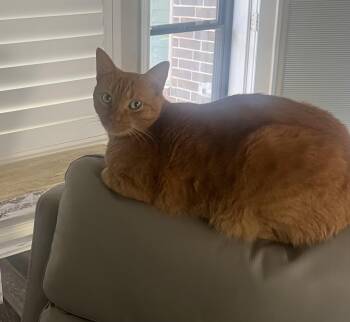 Cheddar -  Tabby Cat for Adoption in Humble, Texas - Cheddar | PetCurious