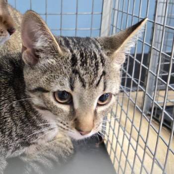 Sylvur -  Domestic Short Hair Cat for Adoption in Newark, New Jersey - Sylvur | PetCurious