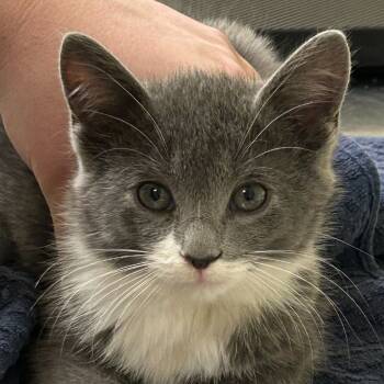 Rescue Domestic Short Hair Cats for Adoption in Asheville, North Carolina - Rutherfordium | PetCurious