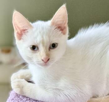 Amber -  Siamese Cat for Adoption in Davis, California - Amber | PetCurious