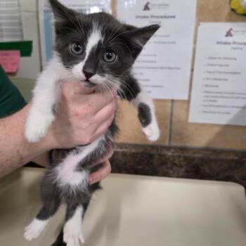 Domestic Medium Hair Cats Available for Adoption in Eureka Springs, Arkansas - Avocado | PetCurious