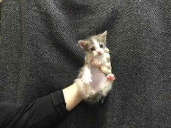 Domestic Short Hair Cats Available for Adoption - A1909725 | PetCurious