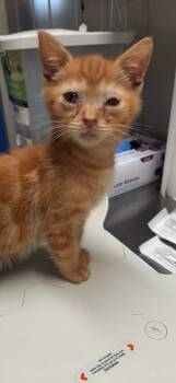 Domestic Short Hair Cats Available for Adoption in Georgetown, Ohio - Cobra Bubbles | PetCurious
