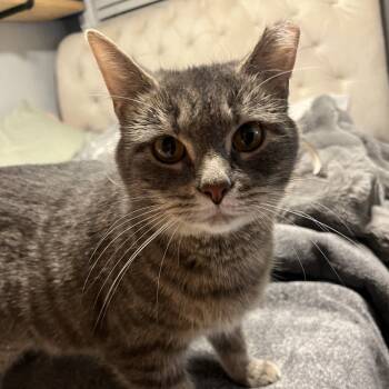 Rescue Domestic Short Hair Cats for Adoption in Medina, Ohio - Whiskers | PetCurious