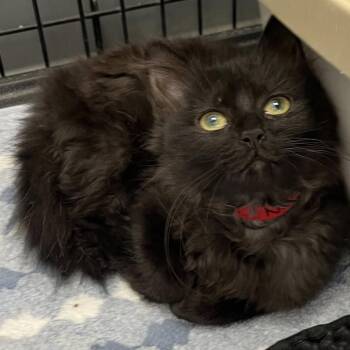 Domestic Medium Hair Cats Available for Adoption in Buffalo, New York - Nami | PetCurious