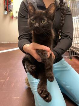 Domestic Short Hair Cats Available for Adoption in Chico, California - Alpine | PetCurious