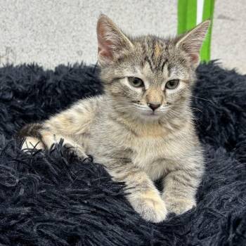 Tessa -  Domestic Short Hair Cat for Adoption in Naperville, Illinois - Tessa | PetCurious