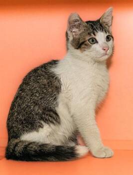 CLAWDE -  Domestic Short Hair Cat for Adoption in Cookeville, Tennessee - CLAWDE | PetCurious
