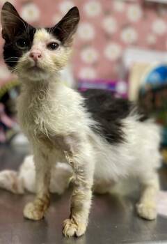 Rescue Domestic Short Hair Cats for Adoption in Fort Walton Beach, Florida - OSCAR THE GROUCH | PetCurious
