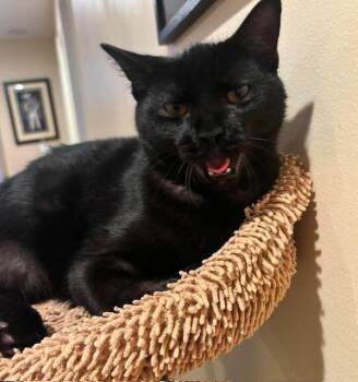 Pine -  Domestic Short Hair Cat for Adoption in Chicago, Illinois - Pine | PetCurious