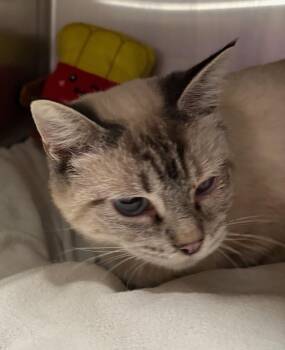 Trubell -  Domestic Short Hair Cat for Adoption in Raymond, Washington - Trubell | PetCurious