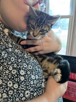 Orion -  Domestic Short Hair Cat for Adoption in Enfield, Connecticut - Orion | PetCurious