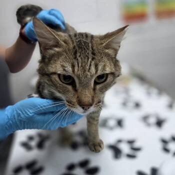 Domestic Short Hair Cats Available for Adoption in Incline Village, Nevada - Stewart | PetCurious
