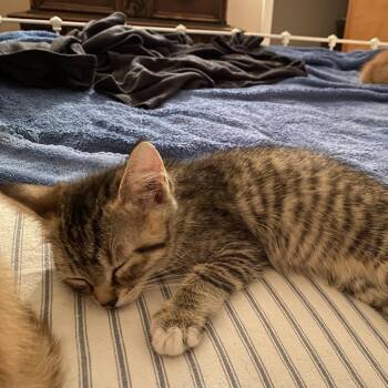 Odwalla -  Domestic Short Hair Cat for Adoption in Candler, North Carolina - Odwalla | PetCurious