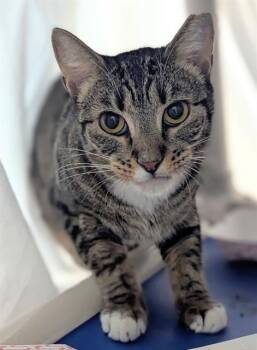 Rescue Domestic Short Hair Cats for Adoption in Fort Lauderdale, Florida - STORMY | PetCurious